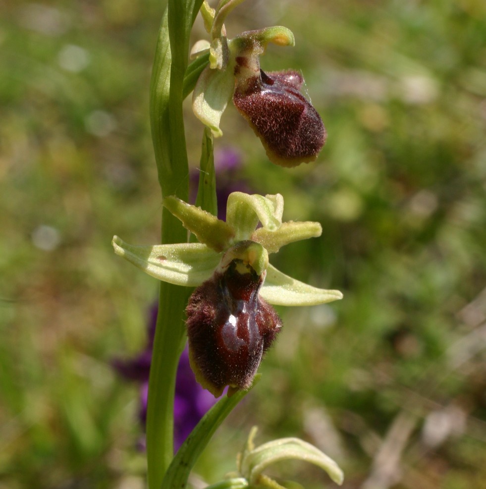 Ophrys