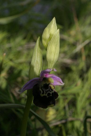 Ophrys Monti Pisani