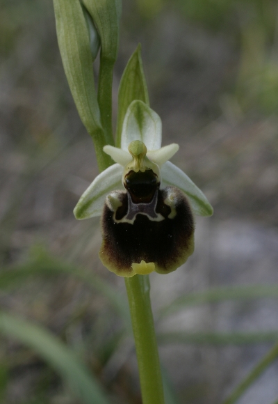 Ophrys Monti Pisani