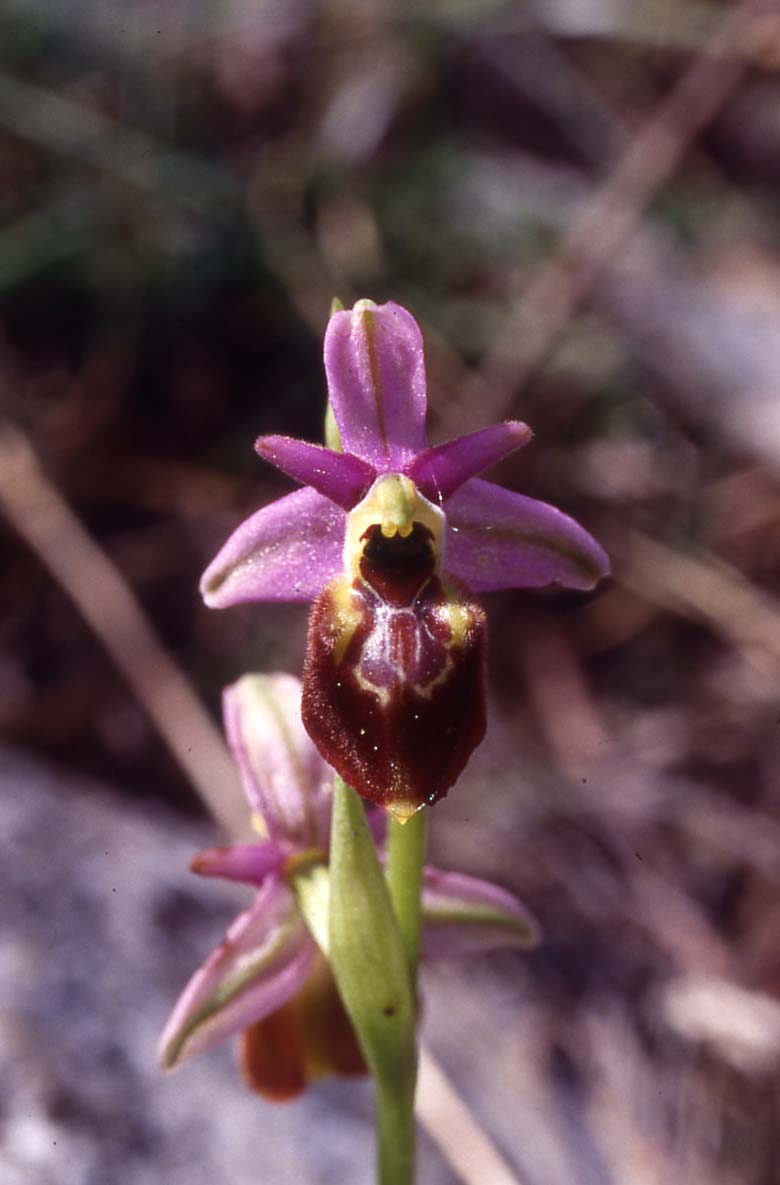 possibile Ophrys tyrrhena