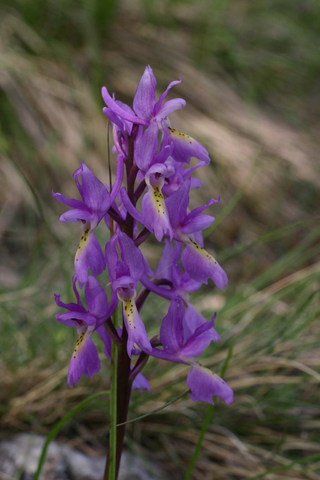 Orchis x colemanii