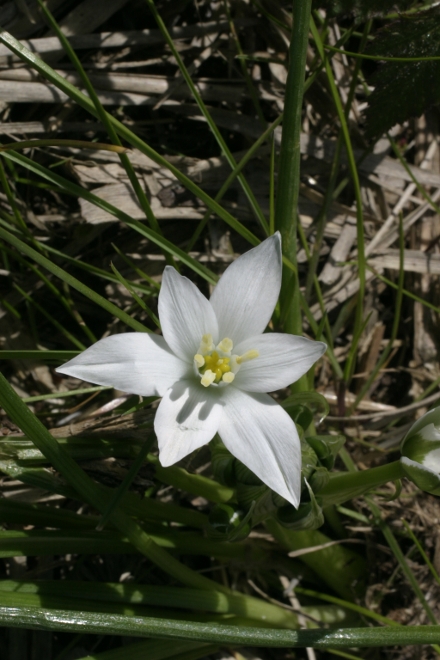 ornithogalum