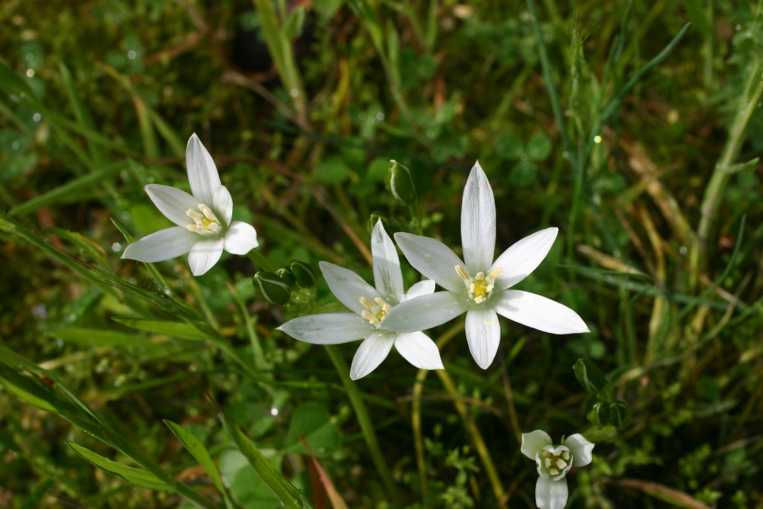 Ornithogalum umbellatum