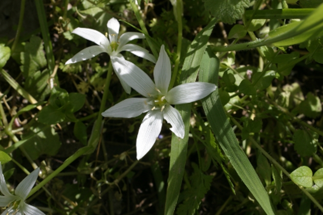 ornithogalum