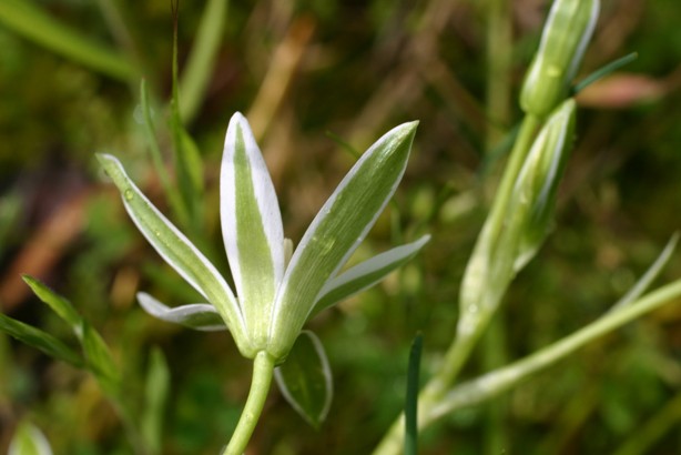 Ornithogalum umbellatum