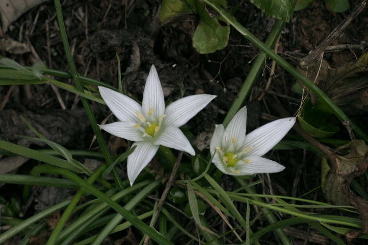 Ornithogalum exscapum / Latte di gallina minore