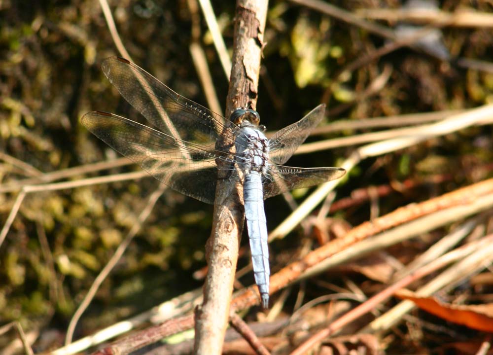 Orthetrum brunneum maschio