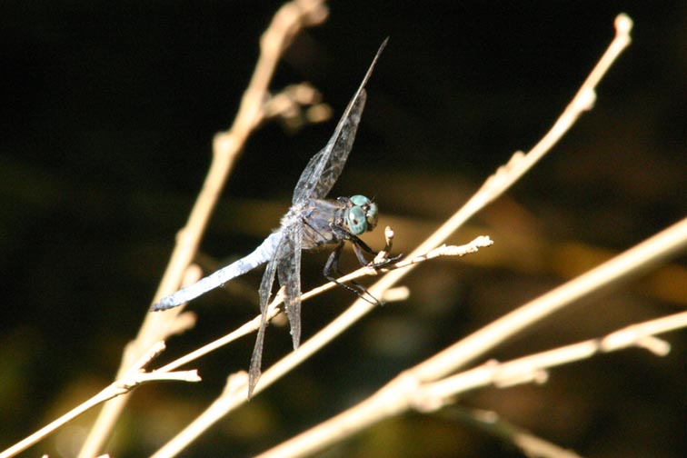 Orthetrum brunneum maschio