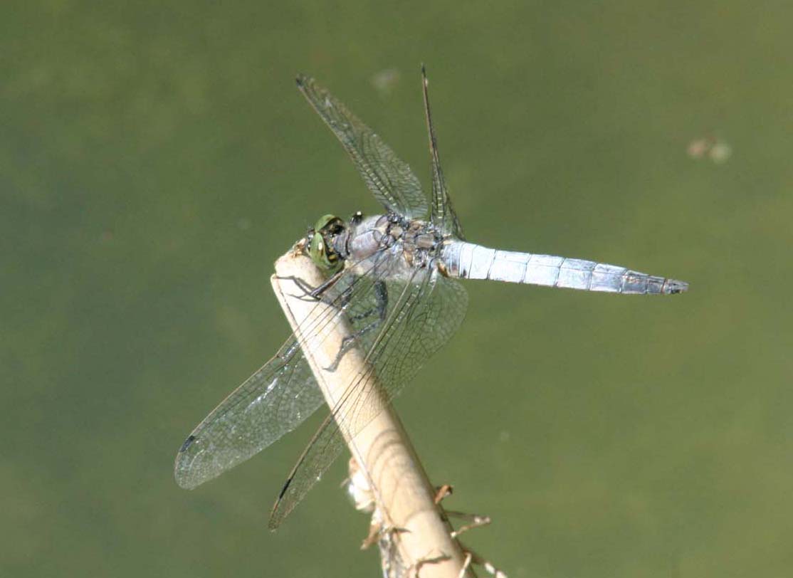 Orthetrum cancellatum maschio