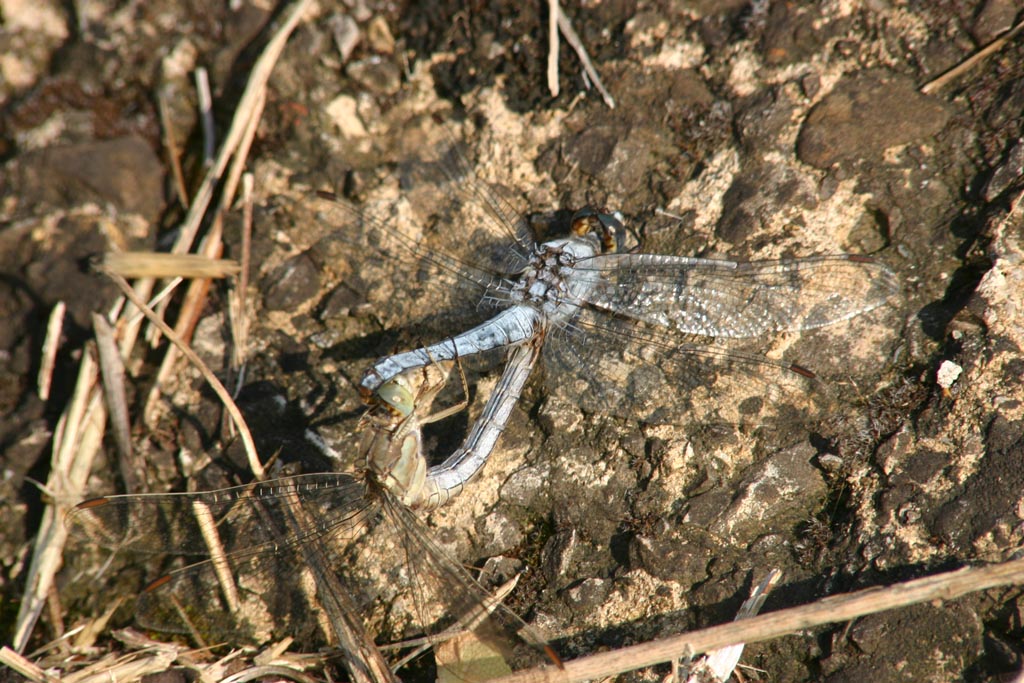 Orthetrum brunneum maschio