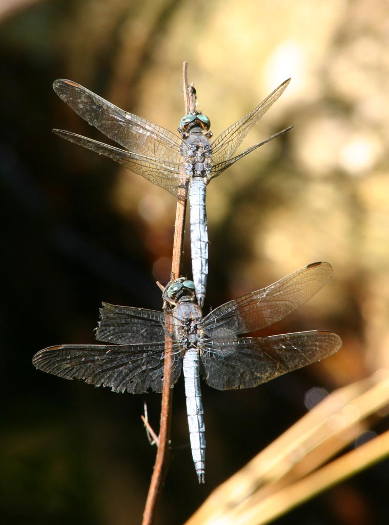 Orthetrum brunneum maschio