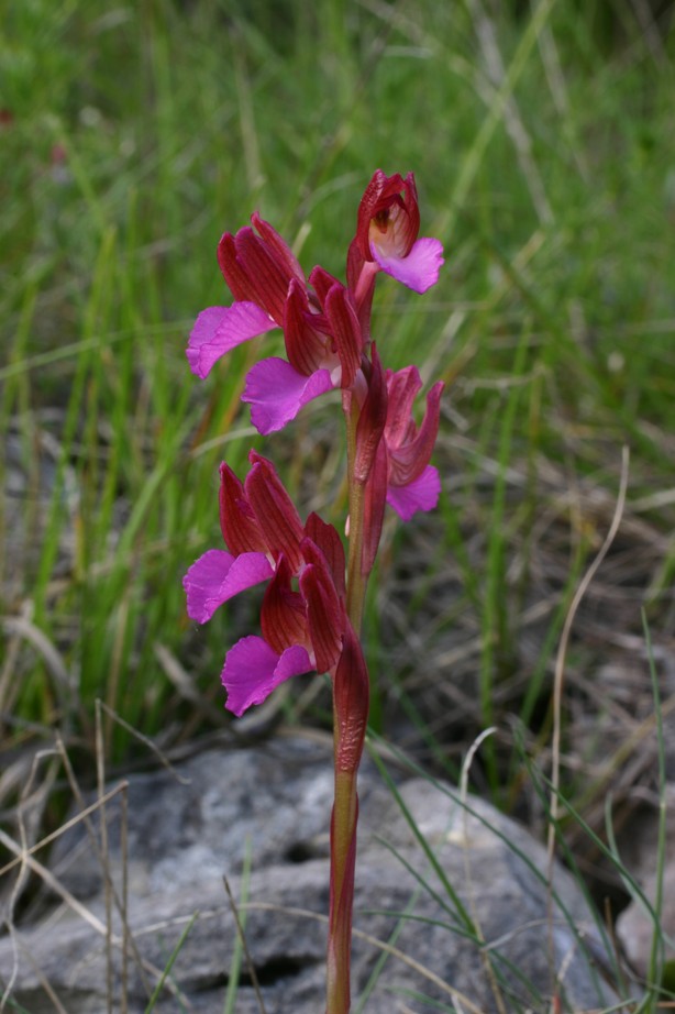 Orchidea da determinare: A. papilionacea subsp. grandiflora