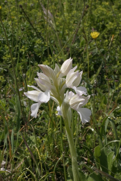 O.papilionacea apocromatica