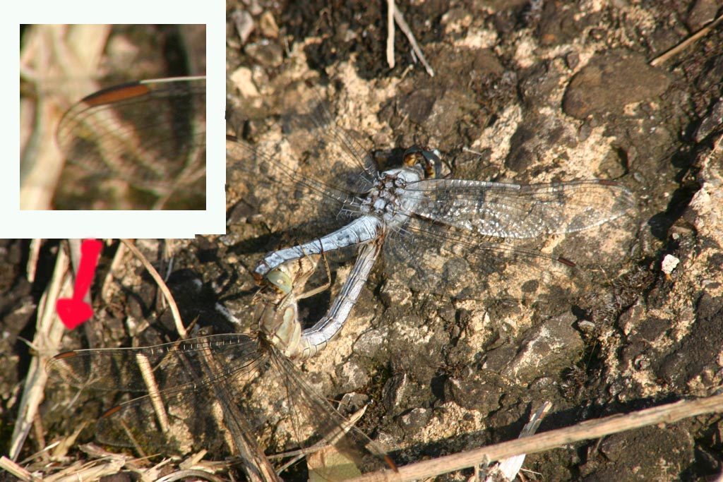 Orthetrum brunneum maschio