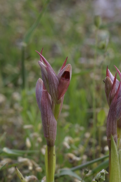 Serapias parviflora