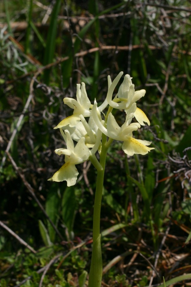 Orchis pauciflora