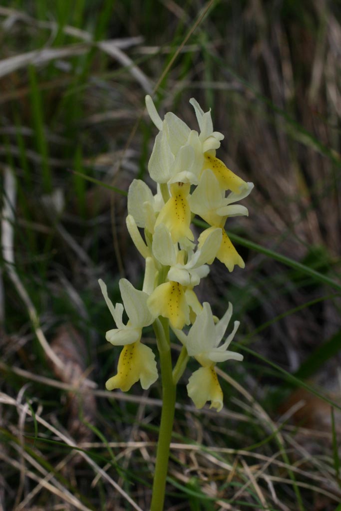 Orchis x colemanii