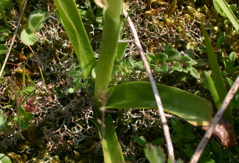 Orchis pauciflora