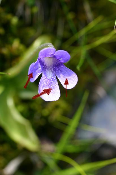 Pinguicula apuana Casper & Ansaldi