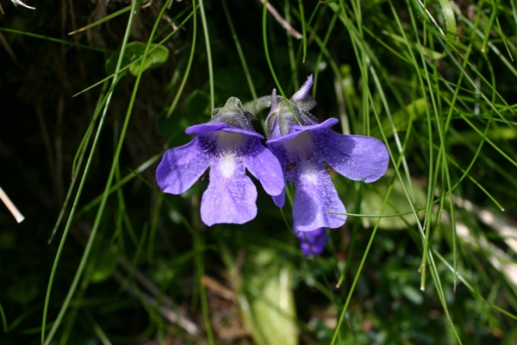 Pinguicula apuana Casper & Ansaldi