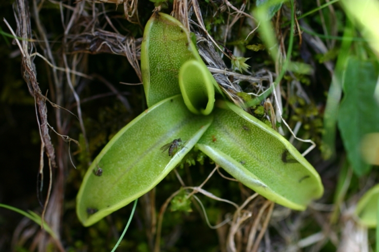 Pinguicula apuana Casper & Ansaldi