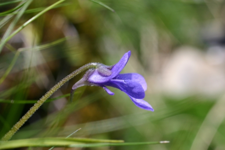 Pinguicula apuana Casper & Ansaldi