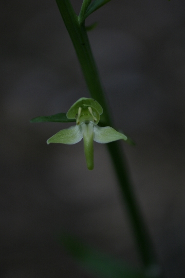 Platanthera chlorantha