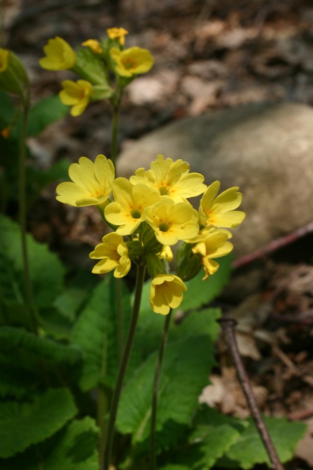 Primula