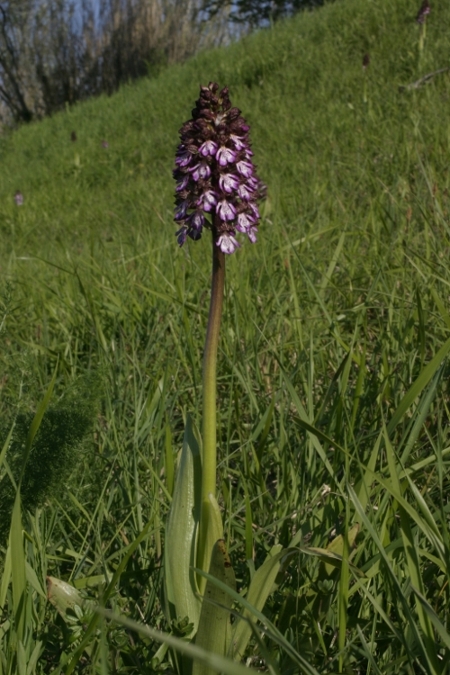 Orchis purpurea tra Livorno e Pisa