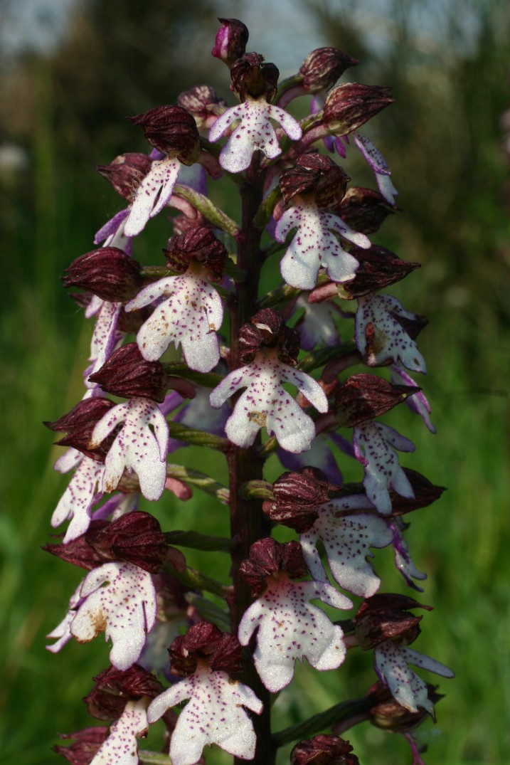 Orchis purpurea