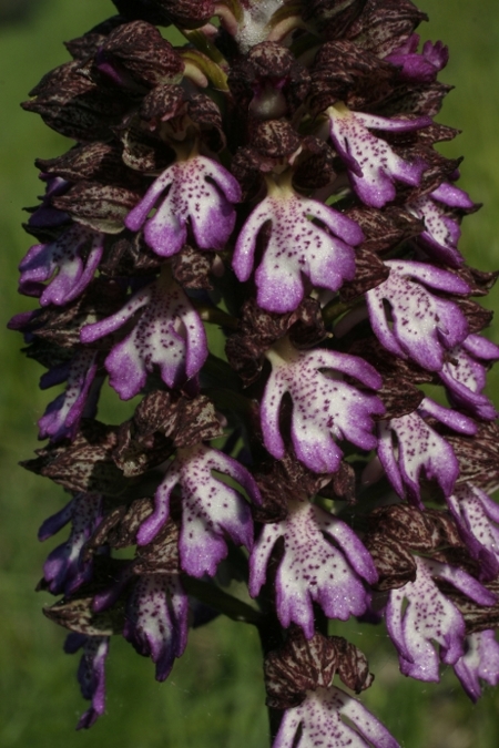 Orchis purpurea tra Livorno e Pisa