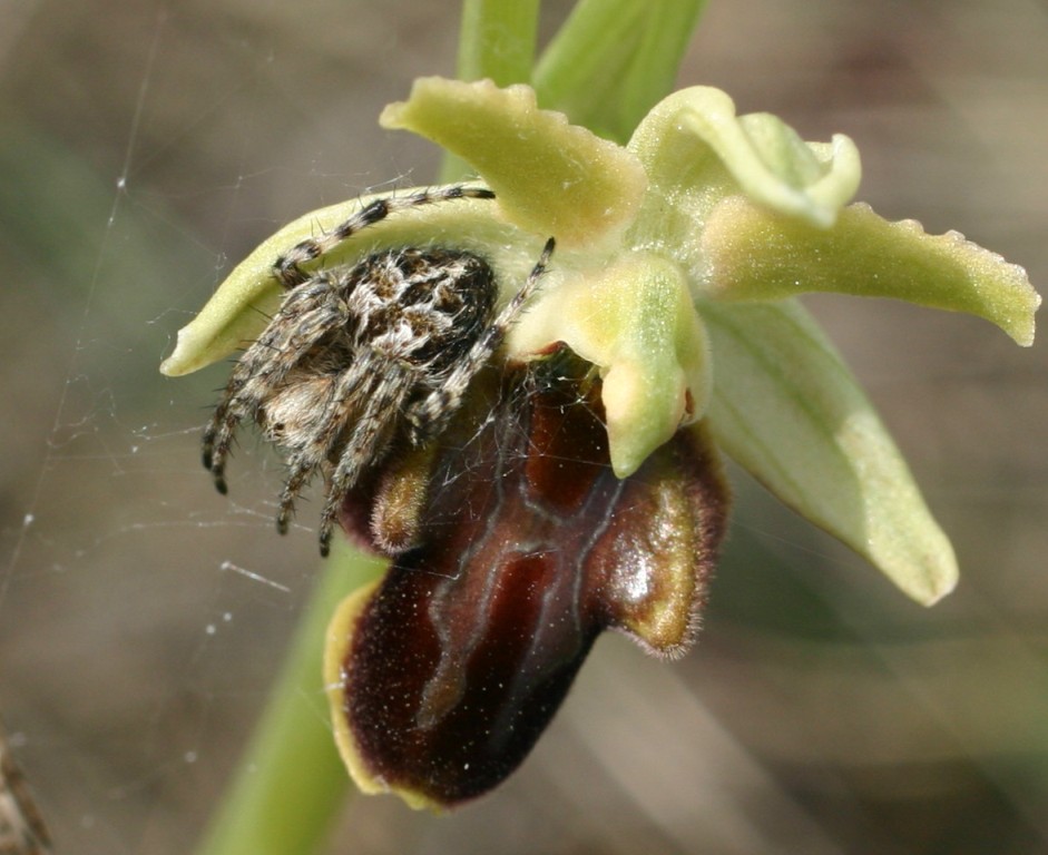 Agalenatea redii