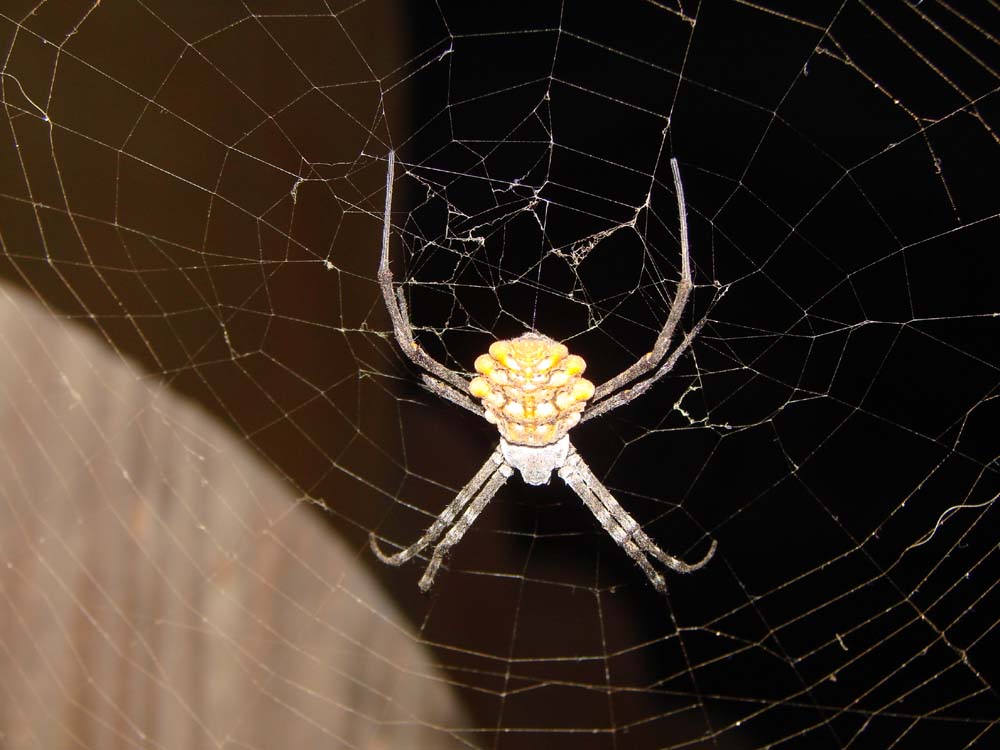 Argiope da Capo Verde