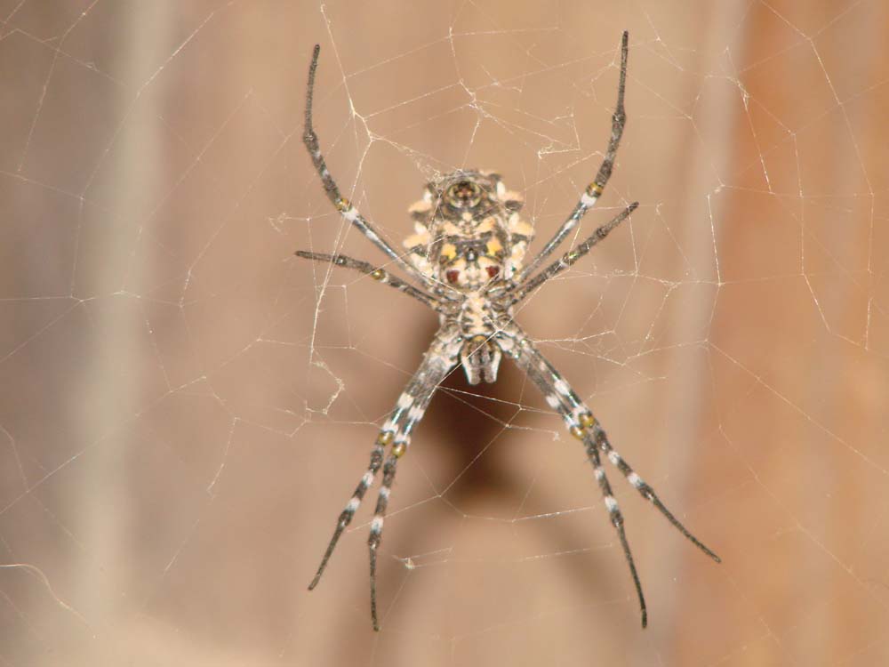 Argiope da Capo Verde