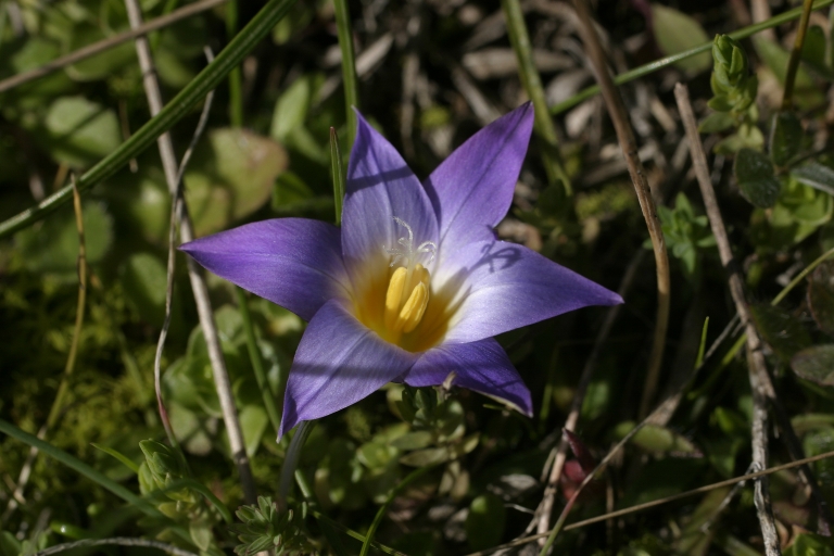 Romulea bulbocodium