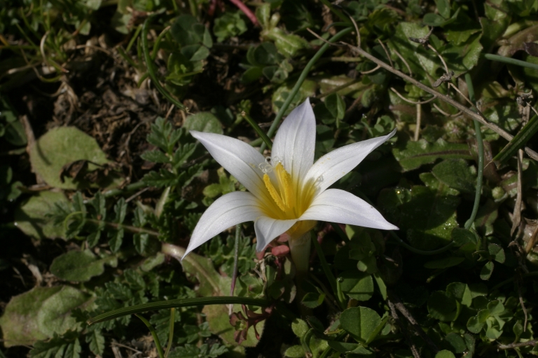 Romulea bulbocodium