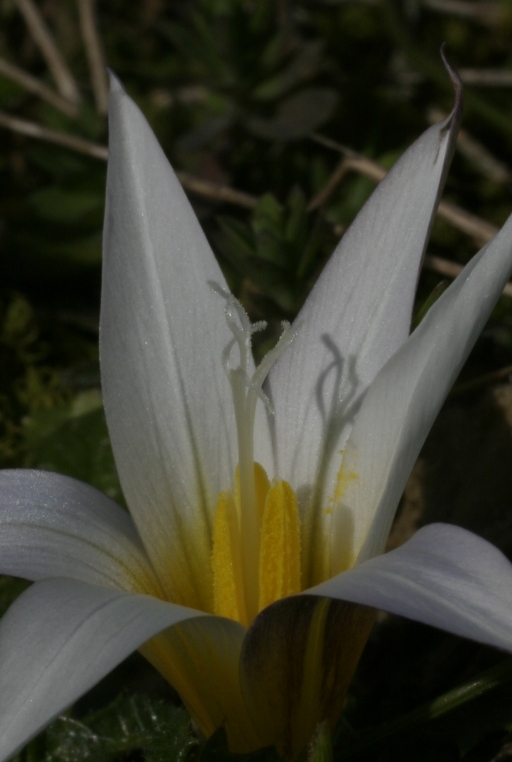 Romulea bulbocodium