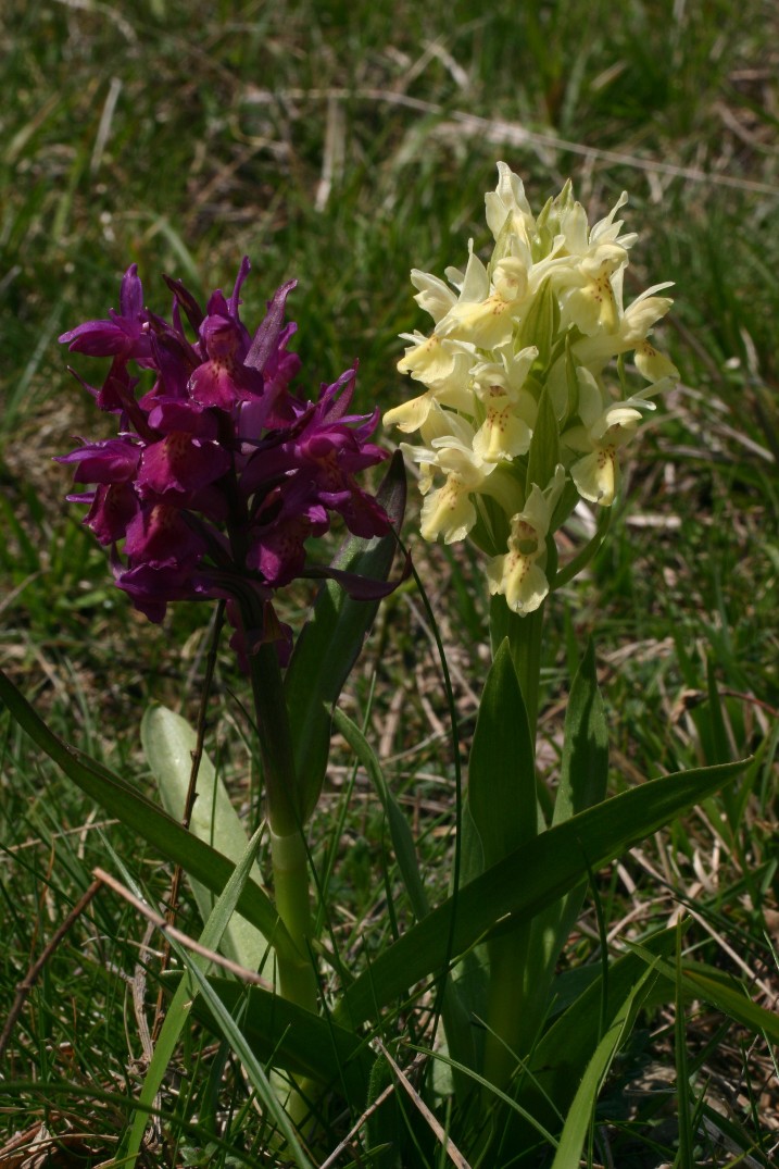 Dactylorhiza sambucina