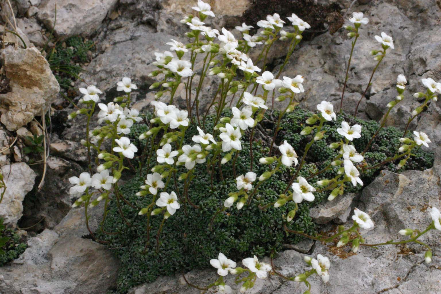 Dolomiti di Sesto - Saxifraga sp.