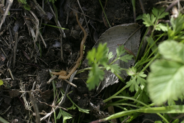 scolopendra sottile (Geophilomorpha)