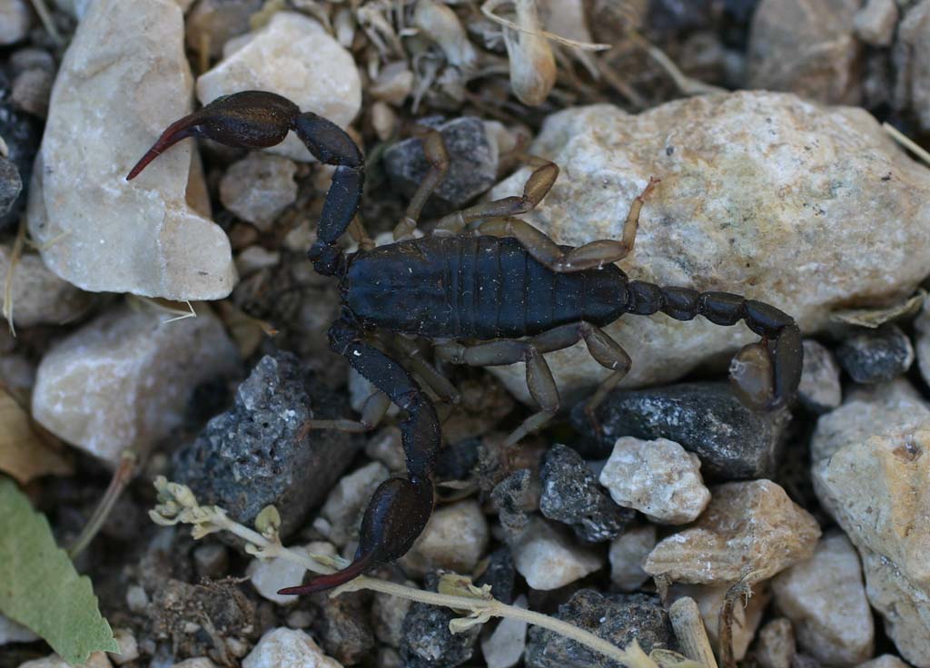 Euscorpius sp.