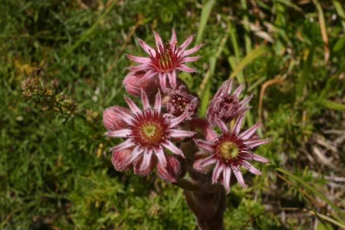 Apuane - Sempervivum tectorum