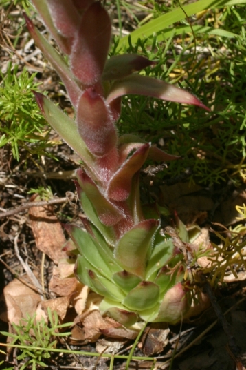 Apuane - Sempervivum tectorum