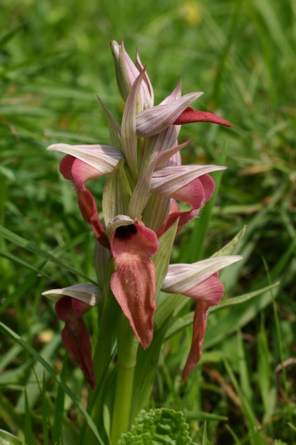 Serapis neglecta