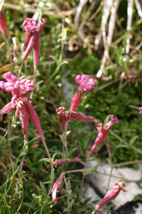 Silene pichiana / Silene delle Apuane