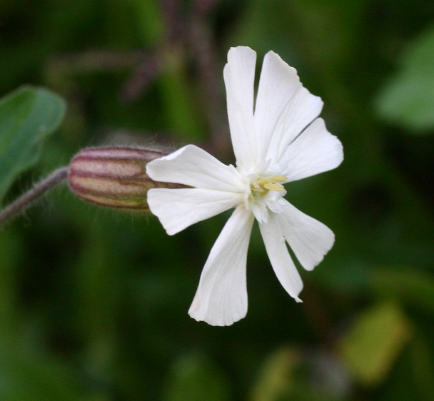 Silene alba