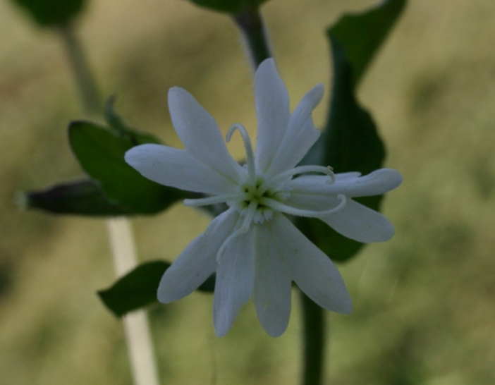 Silene alba