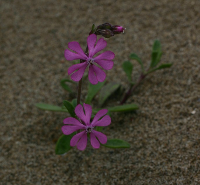 Silene colorata