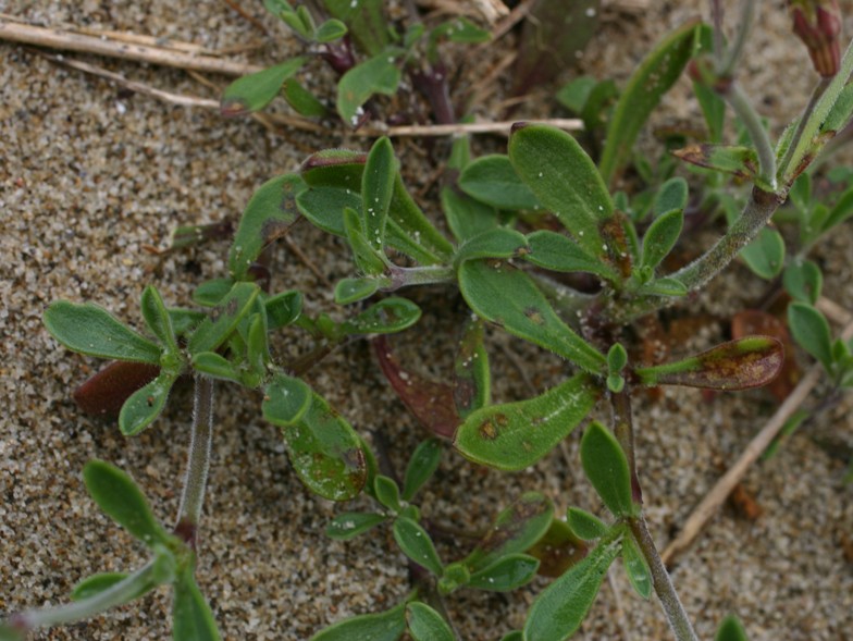 Silene colorata