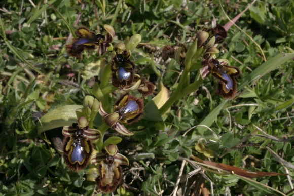 Ophrys speculum finalmente !!!